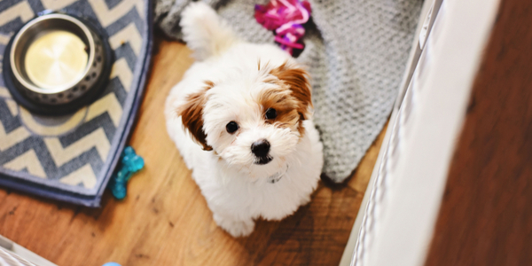 A New Puppy For The New Year