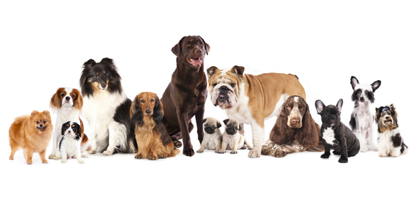 Small, Medium, or Large Breed Dog?