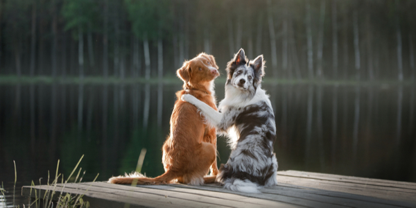 Introducing A Second Dog to Your Home