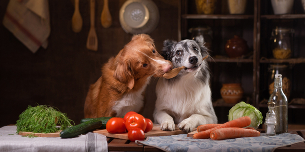 Top 5 Springtime Recipes for Your Dog