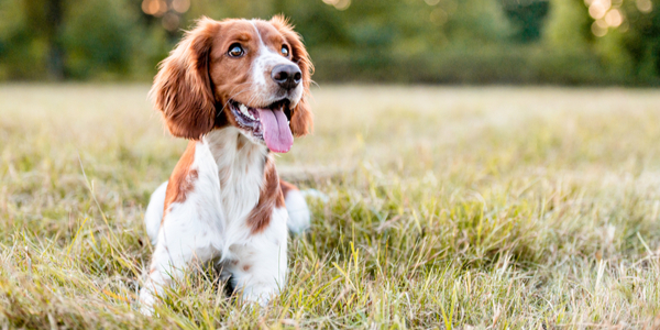 What are the Benefits of Owning a Dog?