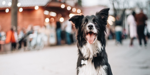 How Important is Having an ID Tag On Your Dog?