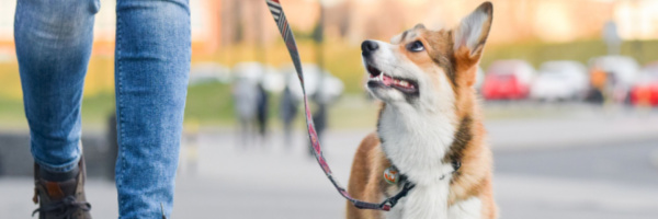 Let’s Talk About Leash and Harness Training