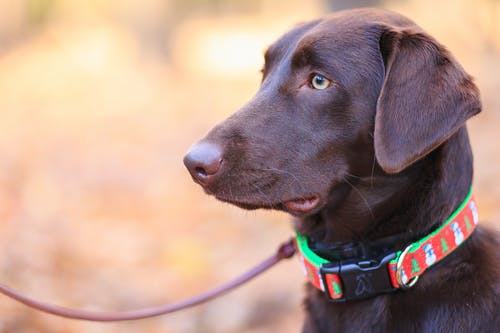 Top Dog Training Collars
