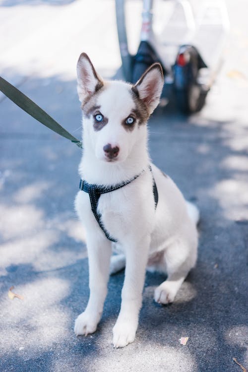 Which Dogs Shed the Least?