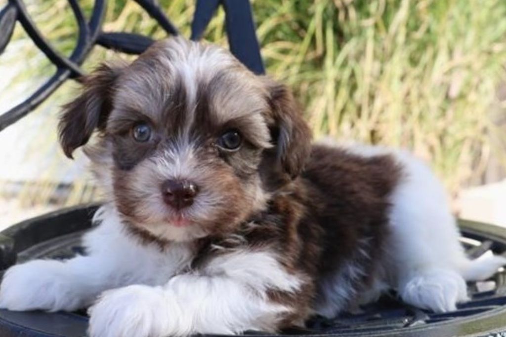 What Breeds Does Frontier Pets Offer? A Clear Guide to Finding Your Perfect Puppy
