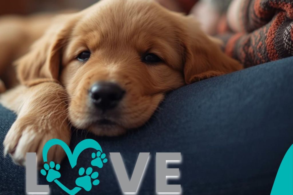 Do Happiness Is Pets Puppies Come with Health Guarantees? Absolutely – Here’s What That Means for You