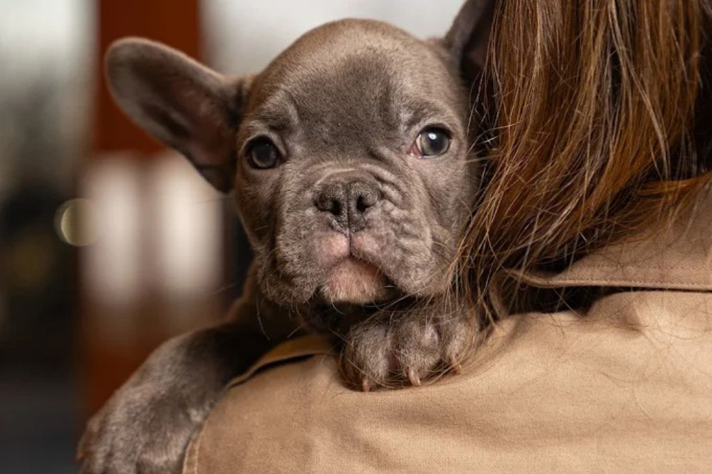Is It Safe to Buy a Puppy from PetCenter NJ? Here’s What You Should Know