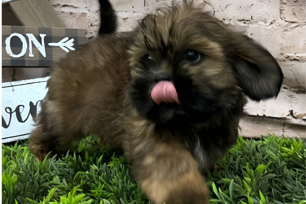 puppy in grass with tongue out