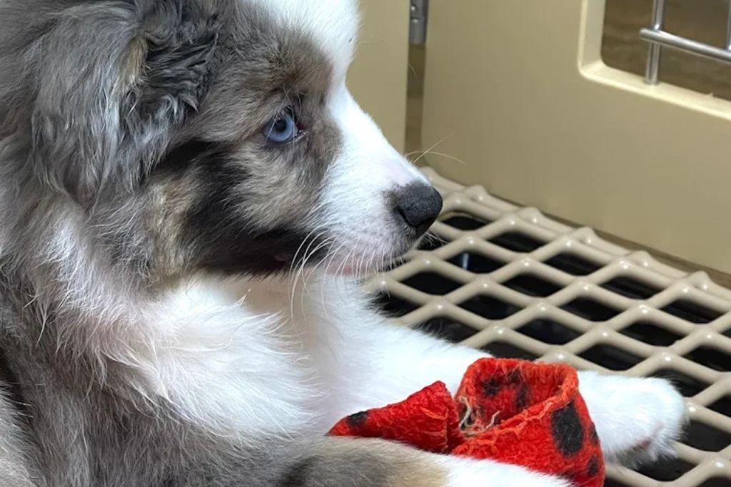 Does PetCenter NJ Source Puppies From “Horrible Hundred” Breeders? Let’s Set the Record Straight