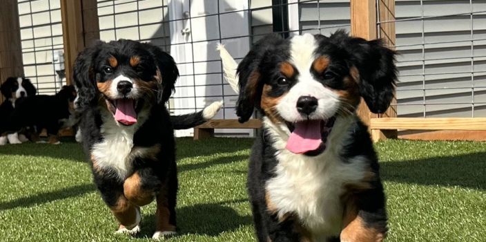 Who Actually Breeds Georgia Dog Club Puppies? The Story Behind Every Pup