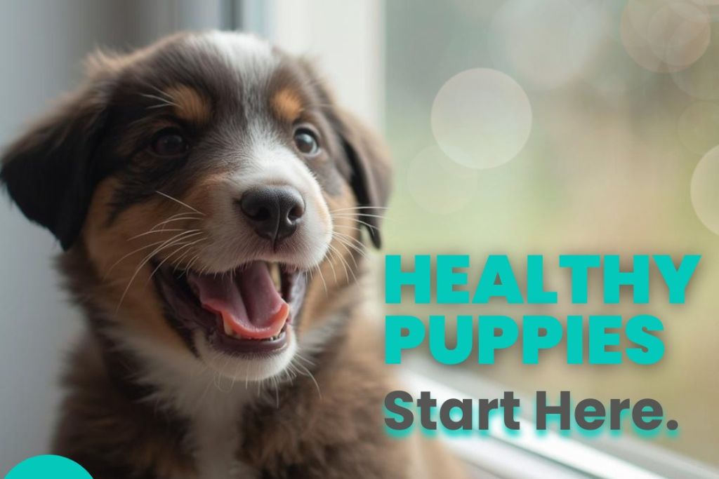 Is Canine Care Certified Just a Label for Puppy Mills? Let’s Break It Down