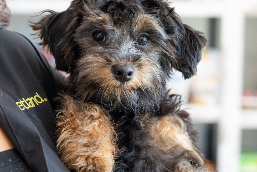 is petland a good place to get a puppy