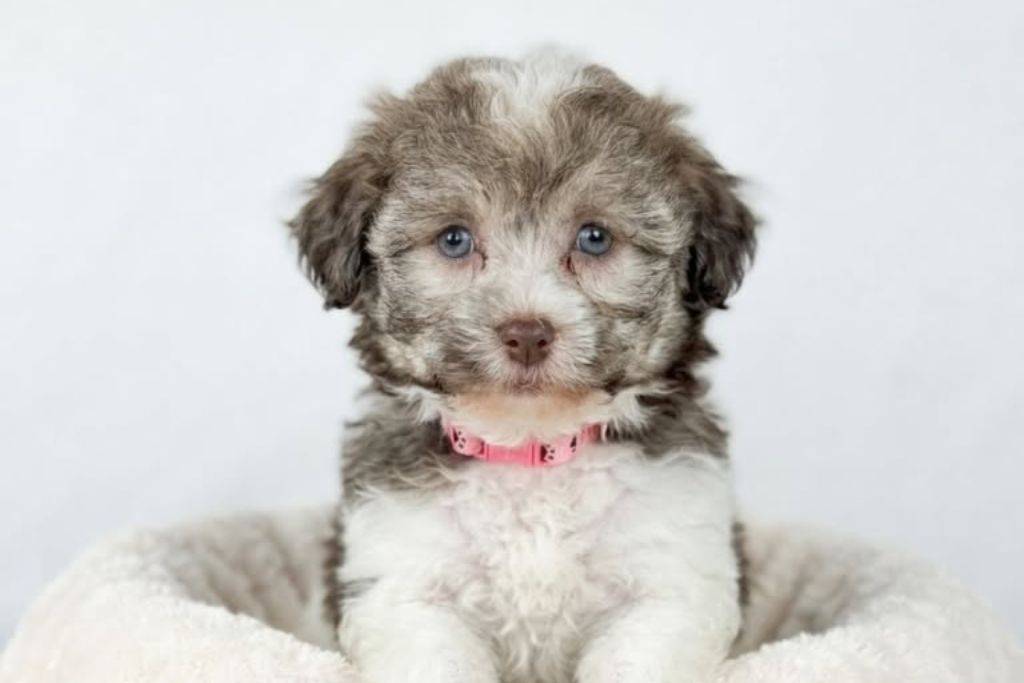 Puppy Sourcing & Breed Information: How Happiness Is Pets Delivers True Transparency