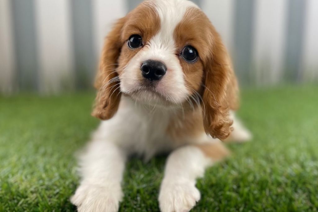 The First 30 Days With Your New Puppy: What to Expect