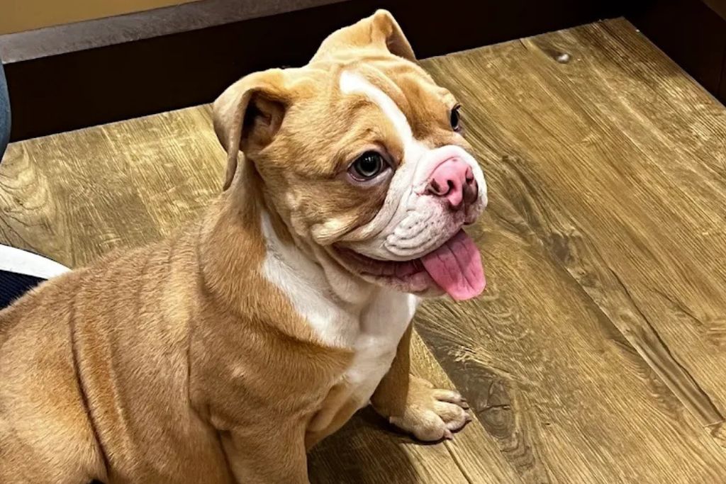 8-Week-Old Puppy Potty Training Schedule: What to Expect