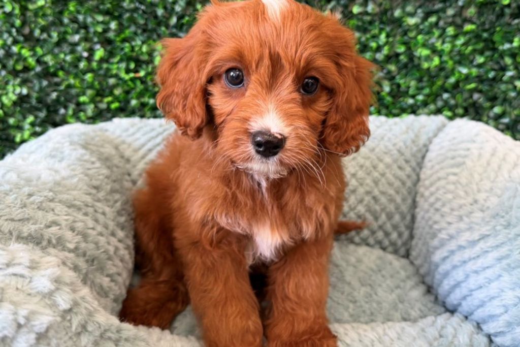 The Puppy Socialization Window: Why the First 16 Weeks Matter