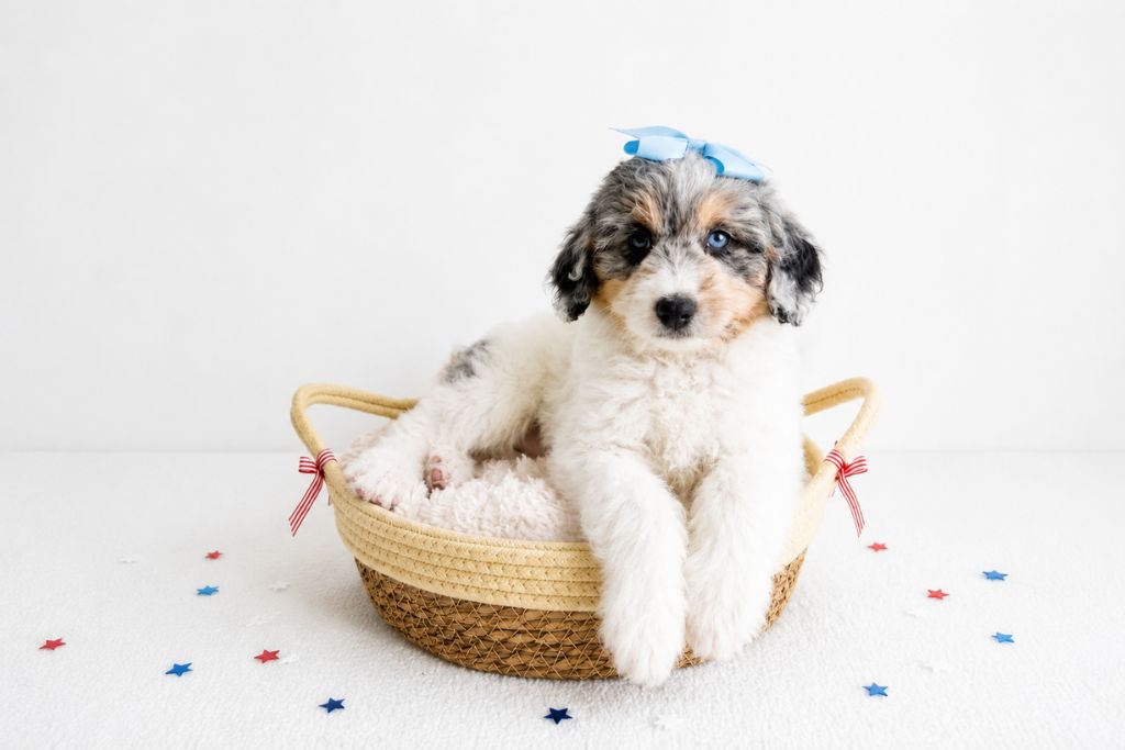 Best Puppy Breeds for Hiking, Running, and Outdoor Adventures