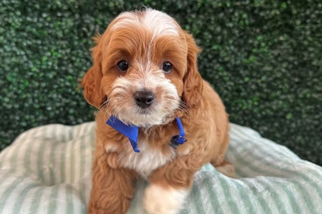 New Puppy Checklist: What to Have Ready Before Day One