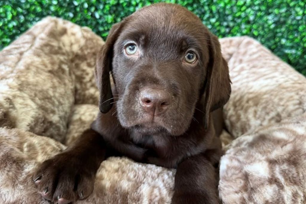Best Family-Friendly Puppy Breeds to Welcome Home