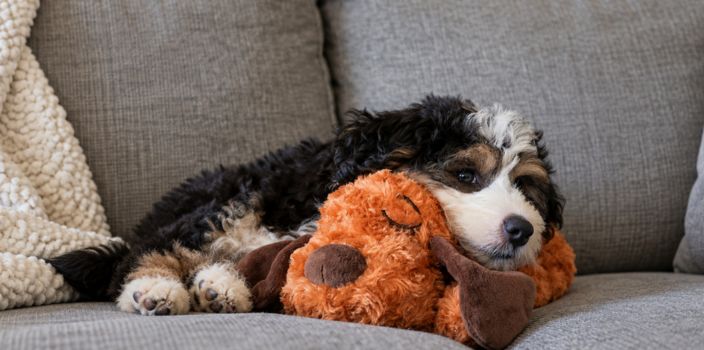 Tricolor puppy resting on a gray couch with its head on a plush dog toy.